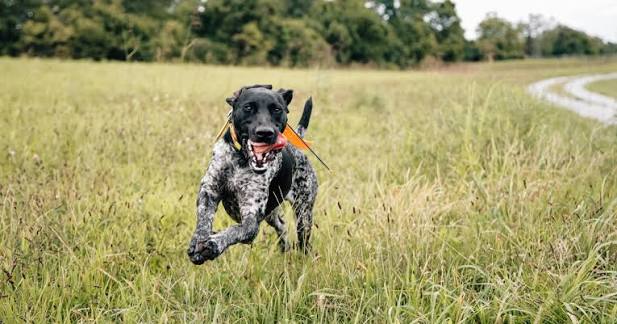 A German Shorthaired Pointer running through a field with an orange training bumper
